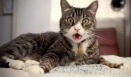 娱乐吃瓜酱母猫,揭秘娱乐圈幕后故事