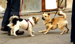 三只狗子爆料视频播放,揭秘娱乐圈幕后真相