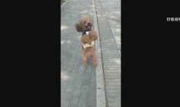 爆料娱乐小哥是谁的孩子,揭秘神秘星二代背后的故事