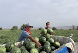 天天吃瓜 网红骨科,揭秘“天天吃瓜”背后的医疗奇迹
