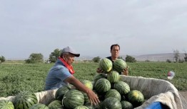 天天吃瓜 网红骨科,揭秘“天天吃瓜”背后的医疗奇迹