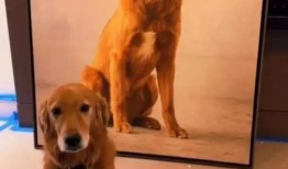 三只狗子爆料视频播放,揭秘娱乐圈幕后真相