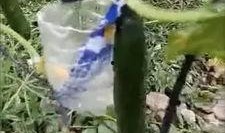 沂水吃瓜网红事件视频,一场网络狂欢背后的真相揭秘