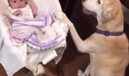 狗子今日爆料视频在线观看,揭秘今日热点事件幕后真相