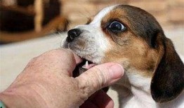 狗咬人最新爆料