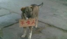 狗咬人最新爆料