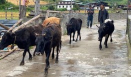 大v爆料云南旅游视频完整版