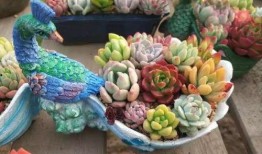 小鲜肉多肉馆爆料视频,网红爆料的背后故事