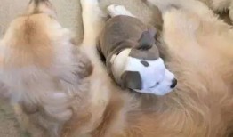 三只狗子爆料视频播放,揭秘娱乐圈幕后真相