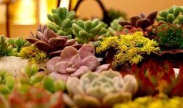 小鲜肉多肉馆爆料视频,网红爆料的背后故事