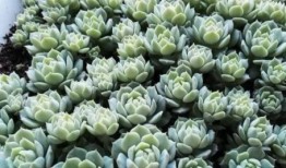 小鲜肉多肉馆爆料视频,网红爆料的背后故事