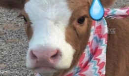 娱乐吃瓜酱母猫,揭秘娱乐圈幕后故事