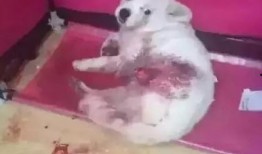 狗子今日爆料视频在线观看,揭秘今日热点事件幕后真相